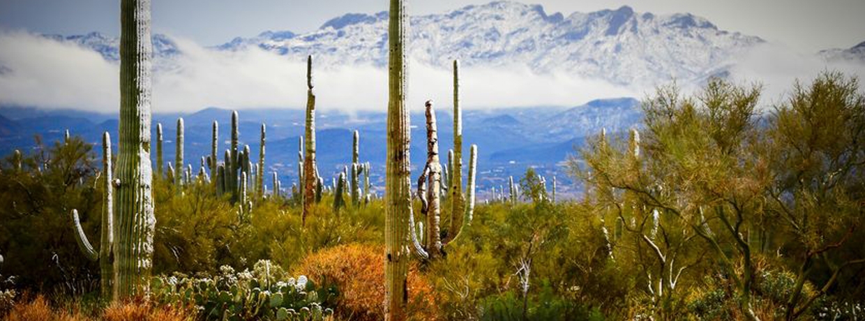 Arizona Winter